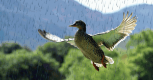 Duck hunting in the rain