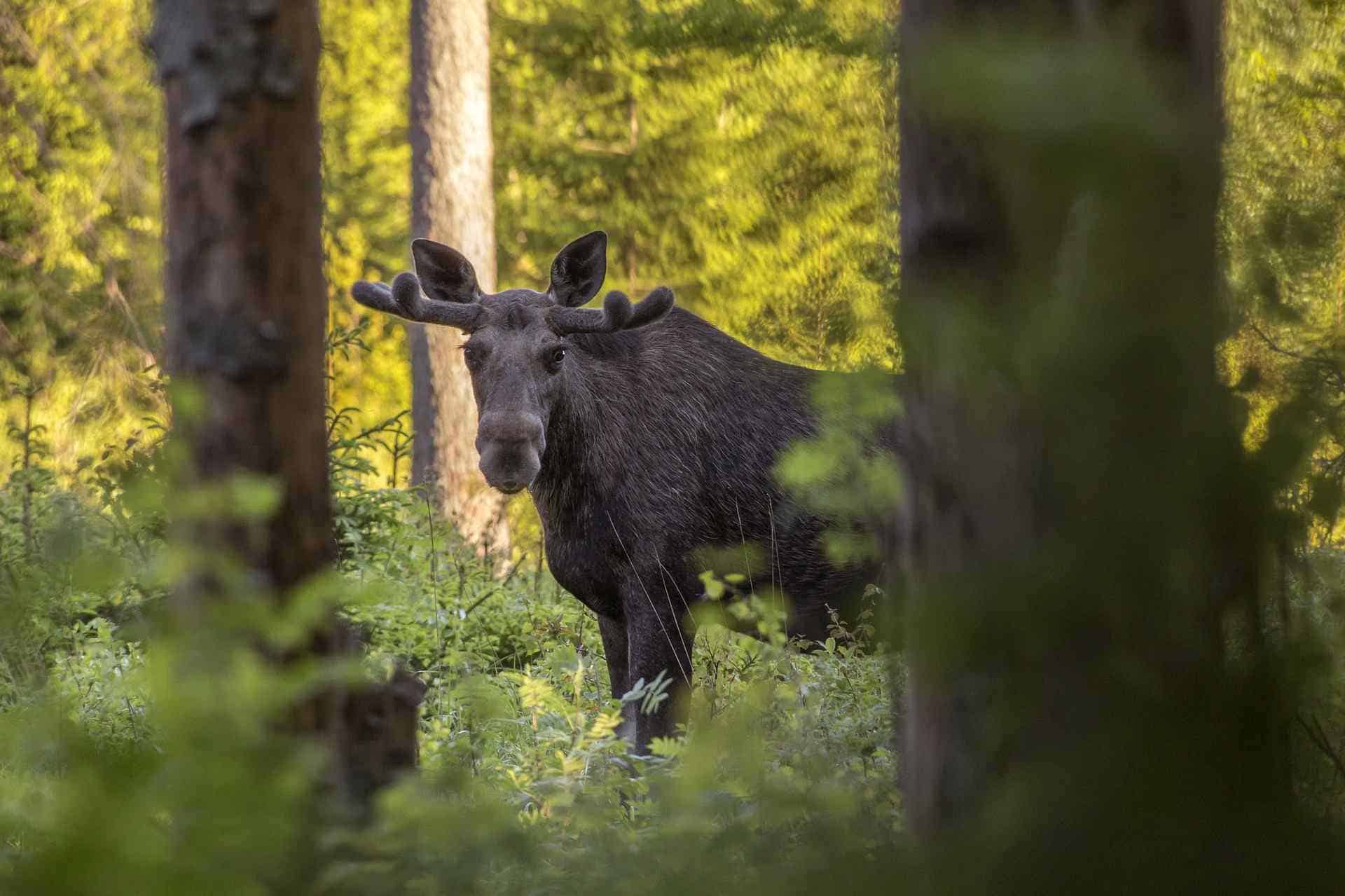 Elk Hunting Tips for Beginners