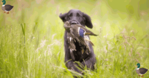 How To Duck Hunt Without A Dog