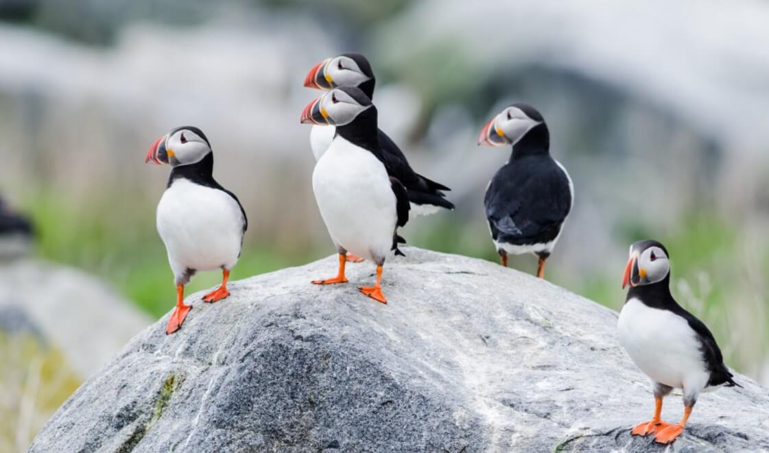 Advice: Binoculars for Puffin, Whale & Seal Watching